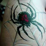 Spider